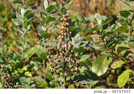 樹木：ハマゴウ　クマツヅラ科 36737455