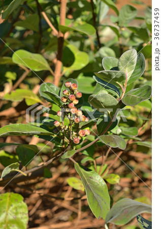 樹木：ハマゴウ　クマツヅラ科 36737459