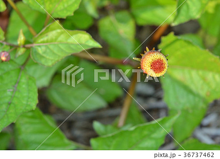 植物：オランダセンニチ　キク科 36737462