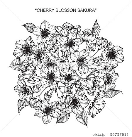 Cherry Blossom Flower Drawing Illustration Stock Illustration
