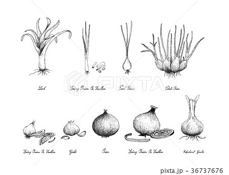 Hand Drawn of Bulb Vegetables on White Background 36737676