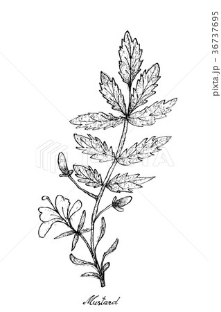 Hand Drawn of Mustard on White Background 36737695