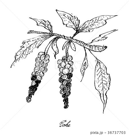 Hand Drawn of Poke on White Background Hand Drawn of Poke on White Background 36737703