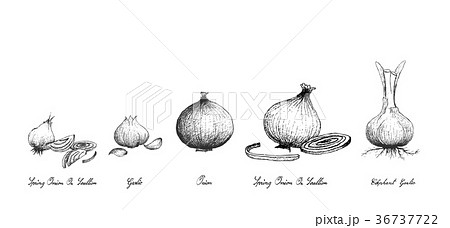 Fresh Bulb Vegetables on White Background 36737722