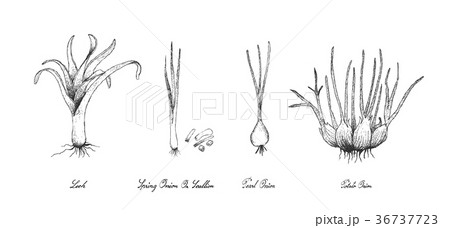 Hand Drawn of Bulb Vegetables on White Background 36737723