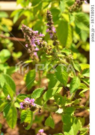 植物：カミメボウキ　シソ科 36738091