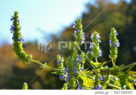 植物:サルビア・ヒスパニカ シソ科 植物:サルビア・ヒスパニカ シソ科 36738093