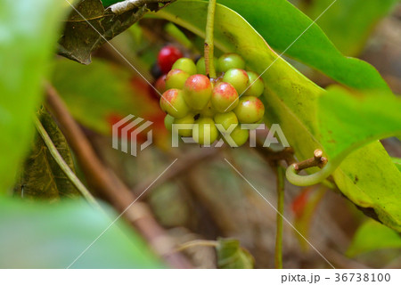 樹木:サネカズラ マツブサ科 樹木:サネカズラ マツブサ科 36738100