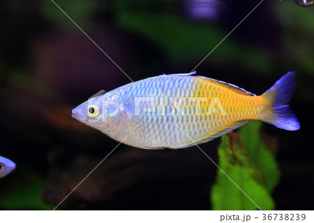 ハーフオレンジレインボー ハーフオレンジレインボー 36738239