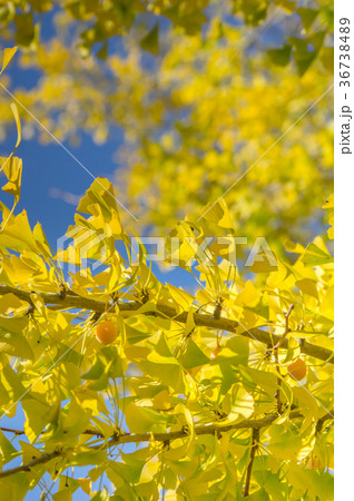 猪苗代町都沢の大イチョウ 36738489