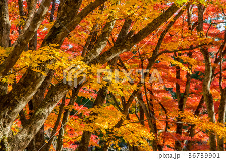 土津神社の紅葉 36739901