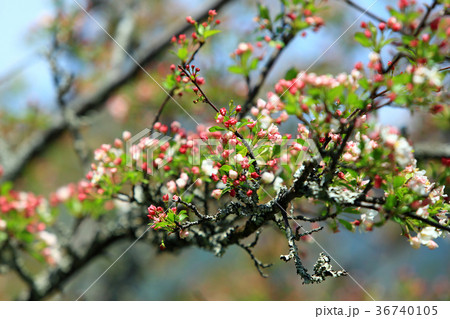 ズミの花01 36740105