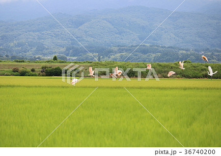 佐渡で見た景色 36740200