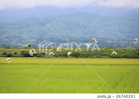 佐渡で見た景色 36740201