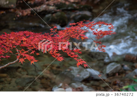 夏井川水系鹿又川渓谷の紅葉 36740272