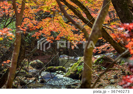 夏井川水系鹿又川渓谷の紅葉 36740273