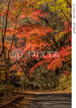 夏井川水系鹿又川渓谷の紅葉 36740275