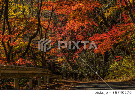 夏井川水系鹿又川渓谷の紅葉 36740276