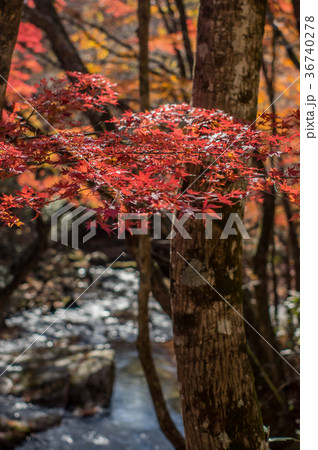 夏井川水系鹿又川渓谷の紅葉 36740278