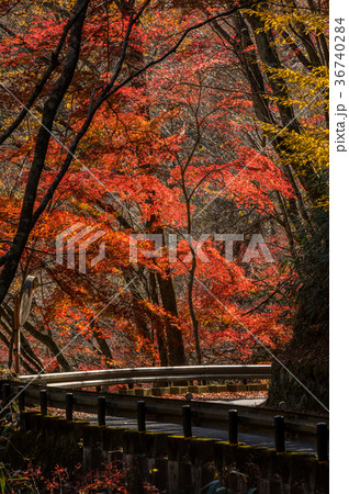 夏井川水系鹿又川渓谷の紅葉 36740284