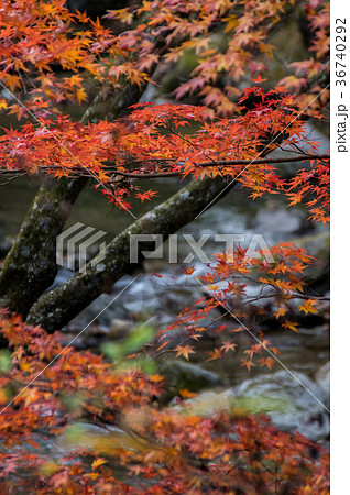 夏井川水系鹿又川渓谷の紅葉 36740292