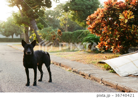 台湾 高雄 高雄市 36740421
