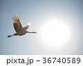 Japanese red-crowned crane 36740589