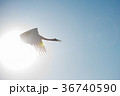 Japanese red-crowned crane 36740590