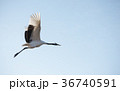 Japanese red-crowned crane 36740591
