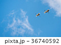 Japanese red-crowned crane 36740592