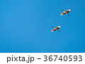 Japanese red-crowned crane 36740593
