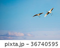Japanese red-crowned crane 36740595
