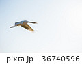 Japanese red-crowned crane 36740596