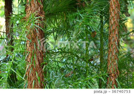 樹木:コウヨウザン スギ科 樹木:コウヨウザン スギ科 36740753