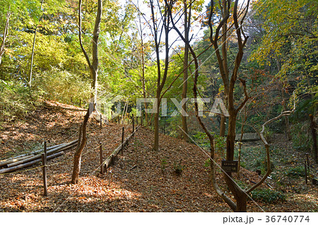 東京薬科大学薬用植物園 東京薬科大学薬用植物園 36740774