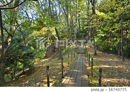 東京薬科大学薬用植物園 東京薬科大学薬用植物園 36740775