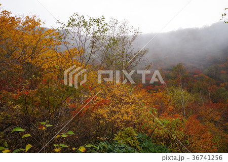 秋の那須 36741256