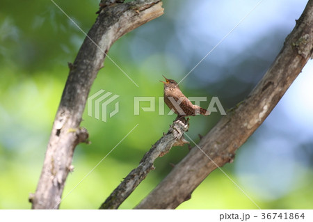 さえずるミソサザイ さえずるミソサザイ 36741864