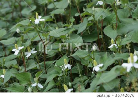 どくだみの花 36742076