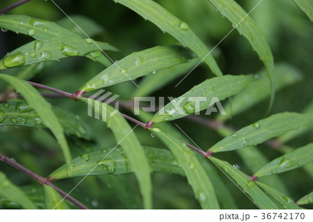 梅雨イメージ 36742170