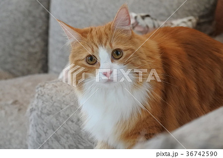 ノルウェージャンフォレストキャット 36742590
