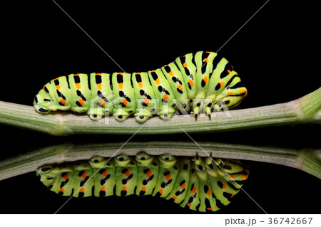 Caterpillar butterfly mahaon close-up  36742667