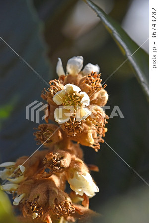 ビワ(枇杷)の花 ビワ(枇杷)の花 36743282
