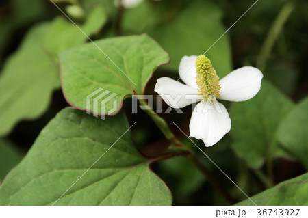 どくだみの花 どくだみの花 36743927