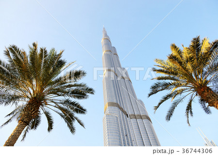 The view on Burj Khalifa and palm trees 36744306