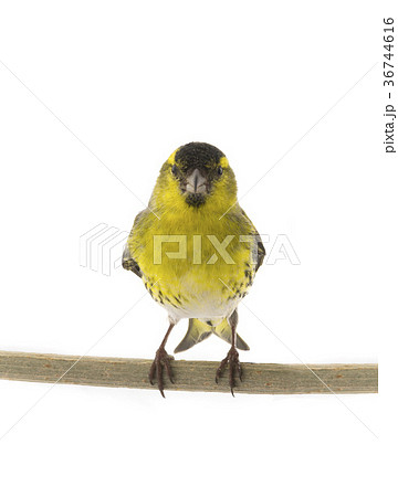 male siskin male siskin 36744616