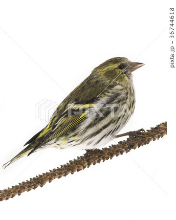 female siskin 36744618