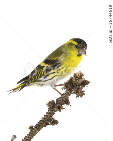 male siskin 36744619