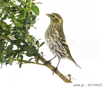 female siskin 36744622