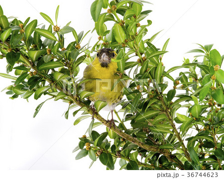male siskin male siskin 36744623